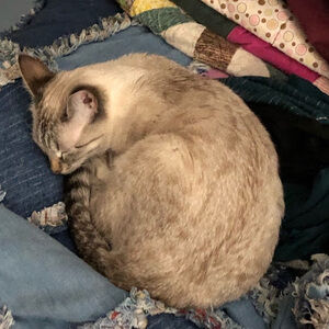 Meet your Posher, Katie